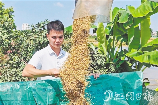 張和順第一時(shí)間觀察采收的早造稻谷。