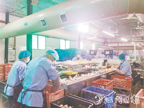 近年來(lái)，白沙鎮(zhèn)龔邊村咸蛋產(chǎn)業(yè)迎來(lái)蓬勃發(fā)展，小小咸蛋鋪就村民的共富路，位于該村的威勝蛋品加工廠專注傳統(tǒng)咸蛋制作，年產(chǎn)值達(dá)2000萬(wàn)元。