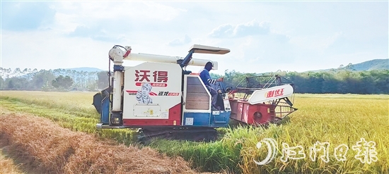 截至7月20日，恩平全市早稻收割進(jìn)度已達(dá)98.4%，預(yù)計(jì)總產(chǎn)量約7.62萬(wàn)噸。