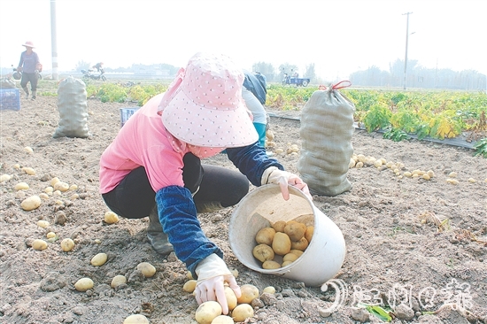恩平市社村聯(lián)合會推動馬鈴薯產(chǎn)業(yè)做大做強，助力村民增收。