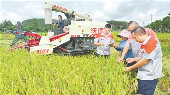 臺山市強化國資國企擔(dān)當(dāng)，聚焦農(nóng)戶“賣糧難、曬糧難”等痛點，精準(zhǔn)破解涉農(nóng)難題。