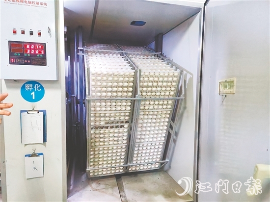 馬岡鵝苗孵化中心配備鵝苗孵化機40臺，年孵化總量達到400萬只，年產(chǎn)值超過1.2億元。