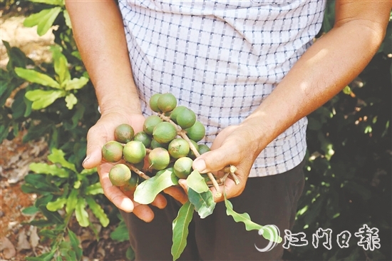 新連村澳洲堅(jiān)果種植基地堅(jiān)果樹結(jié)出的果子碩大無比。