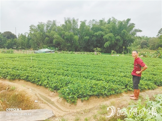 眼見推廣種植花生新品種效益高，收入增加了，南中村村民喜笑顏開。