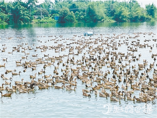 赤水鎮(zhèn)以麻鴨為起點，走特色鮮明的鄉(xiāng)村振興路。