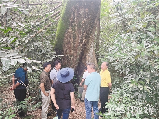 開平市人大常委會(huì)實(shí)地調(diào)研督導(dǎo)關(guān)于見血封喉古樹的重點(diǎn)建議辦理落實(shí)情況。