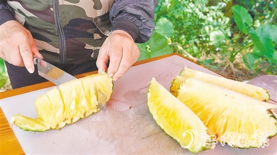 “黃金龍”鳳梨?zhèn)€頭大，果肉香甜爽脆、汁水豐富，實測糖度為14度。