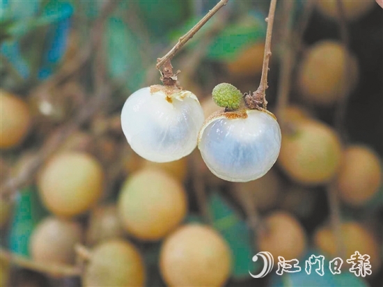 云鄉(xiāng)儲良龍眼有著果大肉厚、清甜爽脆的特點。