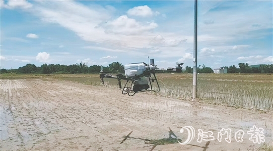 工作人員利用無(wú)人機(jī)給插好秧苗的田塊施肥。