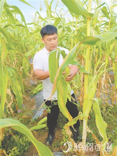 吳偉光的故事是新時代青年扎根鄉(xiāng)土的生動注腳，也是鄉(xiāng)村振興大潮中萬千返鄉(xiāng)青年拼搏奮進的真實寫照。