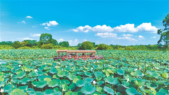 在江門古勞水鄉(xiāng)旅游區(qū)，乘船賞荷是暑假熱門項(xiàng)目之一。