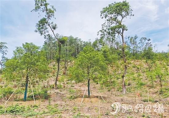 今年年初在圭峰山種下的樹苗，現在正茁壯成長。