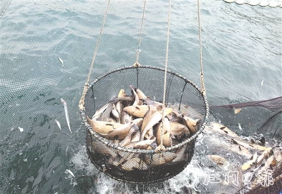 今年年初，“臺山1號”喜迎豐收季，首批鮸魚鮮美上市。