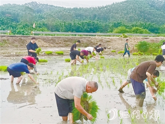 鶴城鎮(zhèn)的20余名鎮(zhèn)、村干部卷起褲腿、赤腳踩進(jìn)泥濘的水田，與當(dāng)?shù)剞r(nóng)戶一起開展插秧作業(yè)，助力秋耕生產(chǎn)。