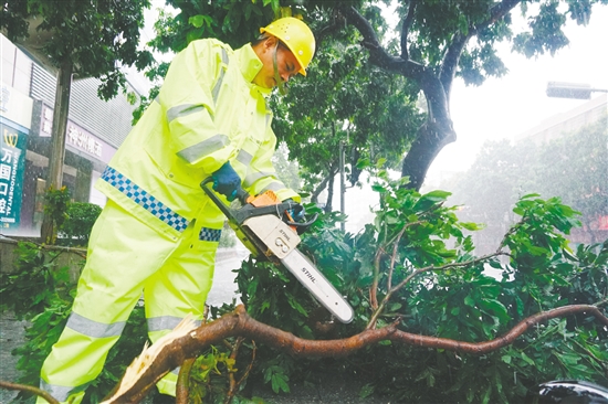 昨日，蓬江區(qū)中遠(yuǎn)大廈附近，城管部門搶險隊伍利用油鋸分割被風(fēng)吹斷的樹枝，快速消除安全隱患。