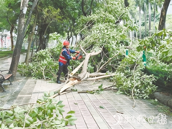 發(fā)現(xiàn)樹木折枝、倒伏后，城管工作人員緊急開展樹木排險排障工作，全力消除險情，保障道路通行安全。