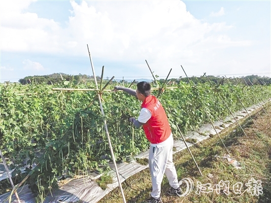 江門陽光農(nóng)險工作人員指導(dǎo)農(nóng)戶做好田間排水、加固農(nóng)業(yè)設(shè)施等準備。