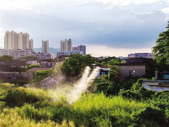 江海區(qū)動用農(nóng)用植保無人機，高效開展蚊蟲消殺。