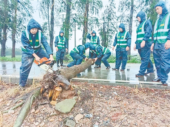 臺山民兵沉著應(yīng)對臺風(fēng)帶來的挑戰(zhàn)，全力投入風(fēng)后路面清理排查工作。