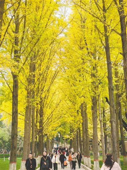 江門春秋國旅帶團友到額濟納旗賞秋色。