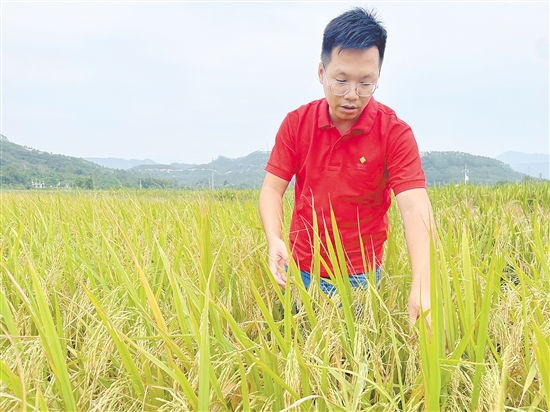 盧藝文檢查水稻長勢。