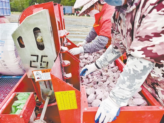 馬鈴薯種植已實現(xiàn)全程機械化。