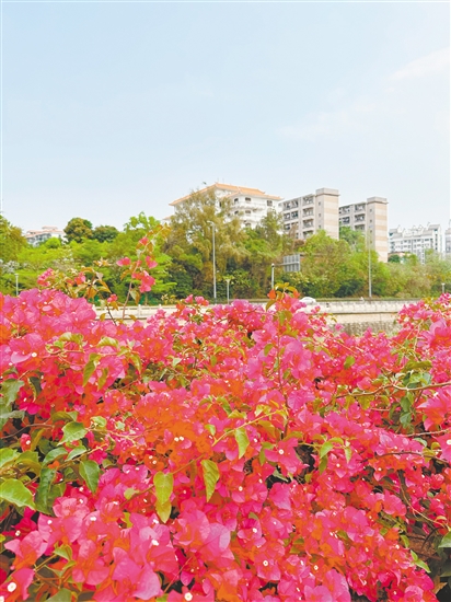 江門街頭的簕杜鵑花團錦簇。