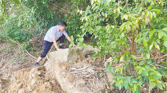 鶴山市文化廣電旅游體育局工作小組兩次進山搜尋，終于在狀元山一側找到了在土坑中、被樹枝雜草覆蓋的“臥羊”。