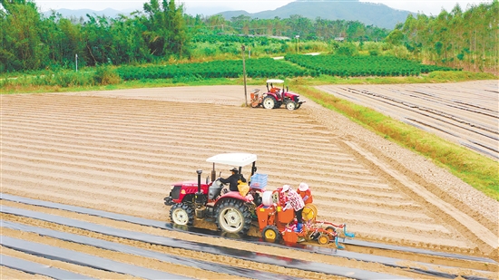 冬種馬鈴薯已成為恩平市農業(yè)增效、農民增收的重要產業(yè)。