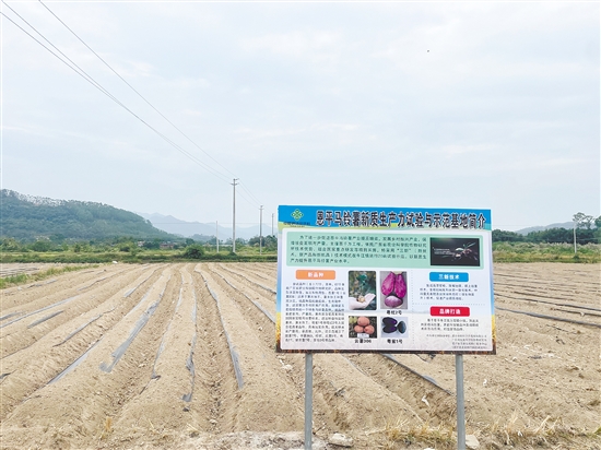 牛江鎮(zhèn)農(nóng)產(chǎn)品綜合服務(wù)站與省農(nóng)科院合作，對(duì)77個(gè)馬鈴薯品種進(jìn)行試種。