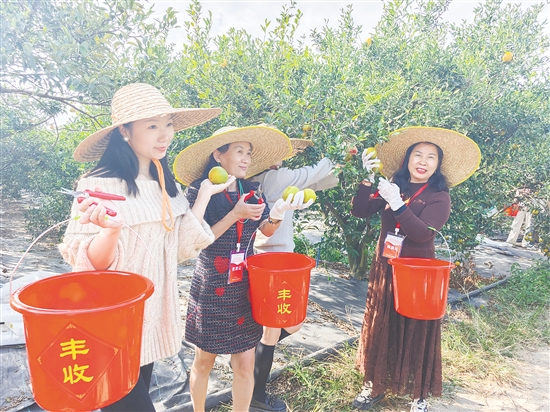 旅行社代表頭戴草帽、手提小桶，采摘新會柑，為接下來的旅游線路推廣積累素材。