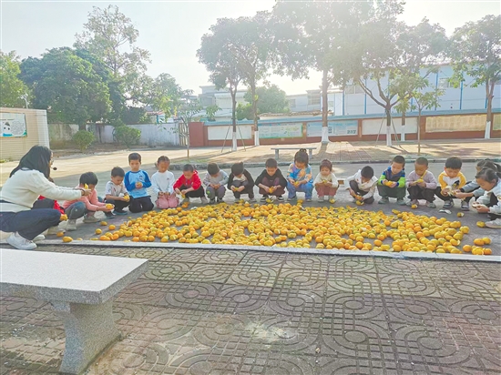 孩子們將剝好的柑皮均勻鋪在曬場上。