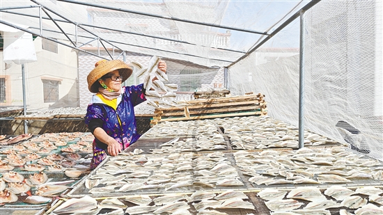 對于靠海吃海的廣海人來說，入秋后刮起的干冽北風(fēng)，意味著制作傳統(tǒng)美味“廣海咸魚”的最佳時節(jié)到了。