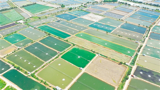2024年大鰲鎮(zhèn)水產(chǎn)養(yǎng)殖面積約3萬畝，鮮蝦年產(chǎn)量達(dá)3萬噸，全產(chǎn)業(yè)鏈產(chǎn)值近30億元。圖為連片蝦塘。