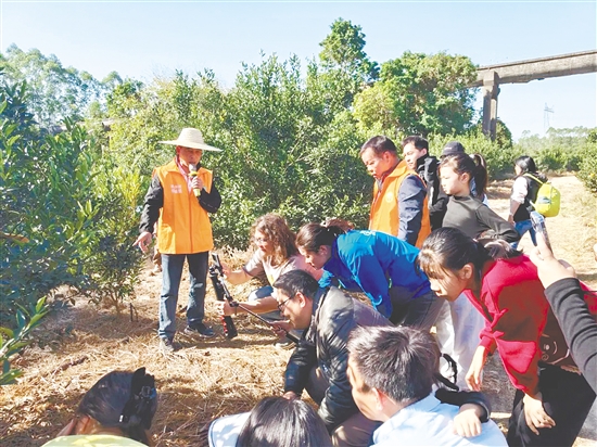 孩子與家長走進果園，了解陳皮柑的種植流程。