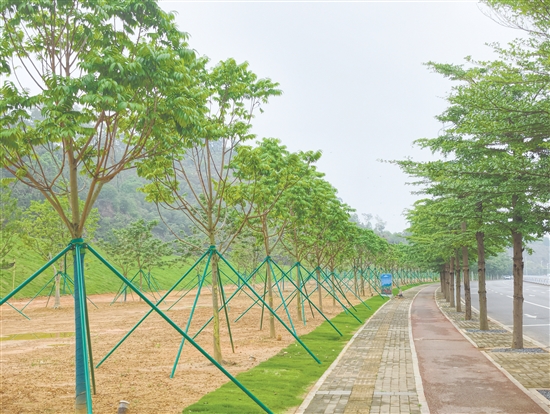 蓬江區(qū)同心公園已完成樹木種植，進(jìn)入后續(xù)完善階段。