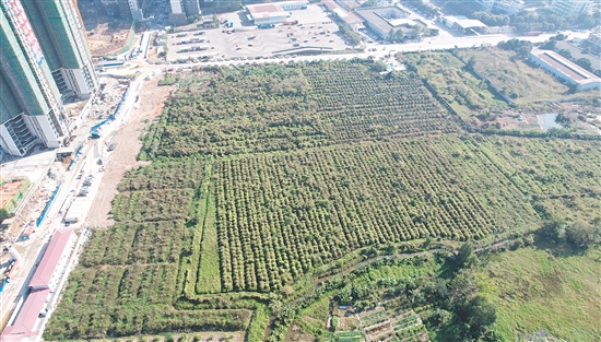 開平33號(hào)地成交溢價(jià)率為37.4%。